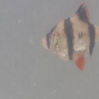 10_Jenis_Ikan project thumbnail
