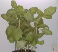 Basil Plant Identification project thumbnail