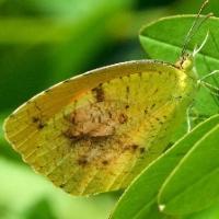 insects identification  project thumbnail