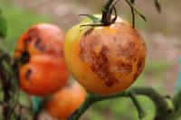 Detección del tomate riñón  project thumbnail