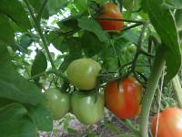 Tomato Detection project thumbnail