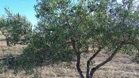 OliveGrove project thumbnail