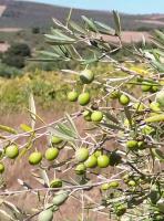 OliveSegmentation project thumbnail