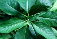 New_olive_leaf_others project thumbnail