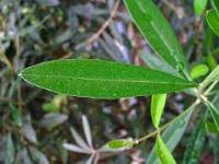 Olive Leaf project thumbnail