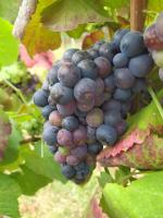 Grapes project thumbnail