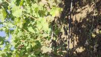 Grapes project thumbnail