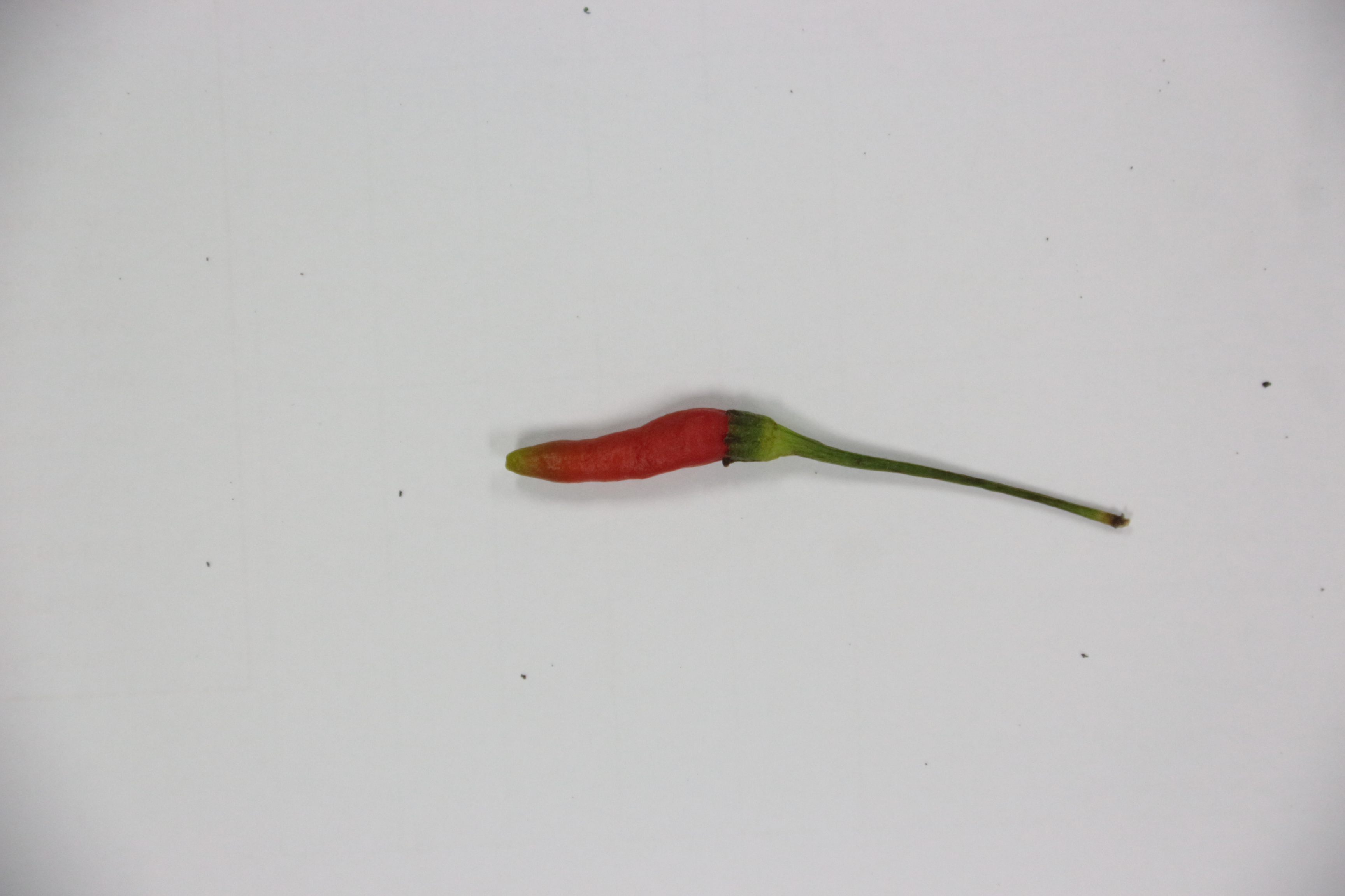 chilli classification Object Detection Dataset and PreTrained Model by