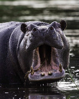 Rhinoceroses or Hippos? project thumbnail