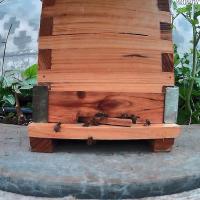 bee project thumbnail