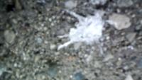 Birb poop detector v1.1 project thumbnail