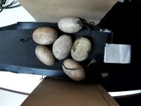 cocoon detection new project thumbnail