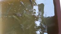 Tilapia project thumbnail