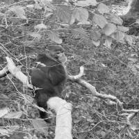 Monkey Detection System project thumbnail