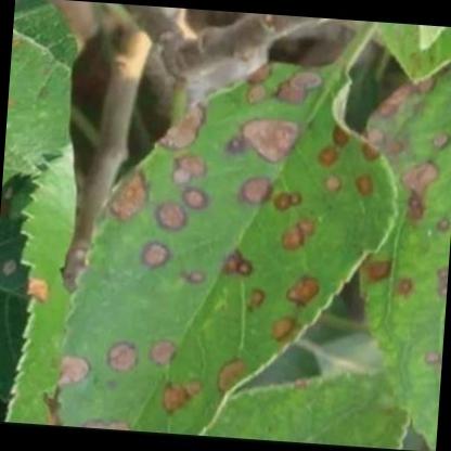 Image showcasing Apple-Disease-Detection2 Object Detection Model by PFE