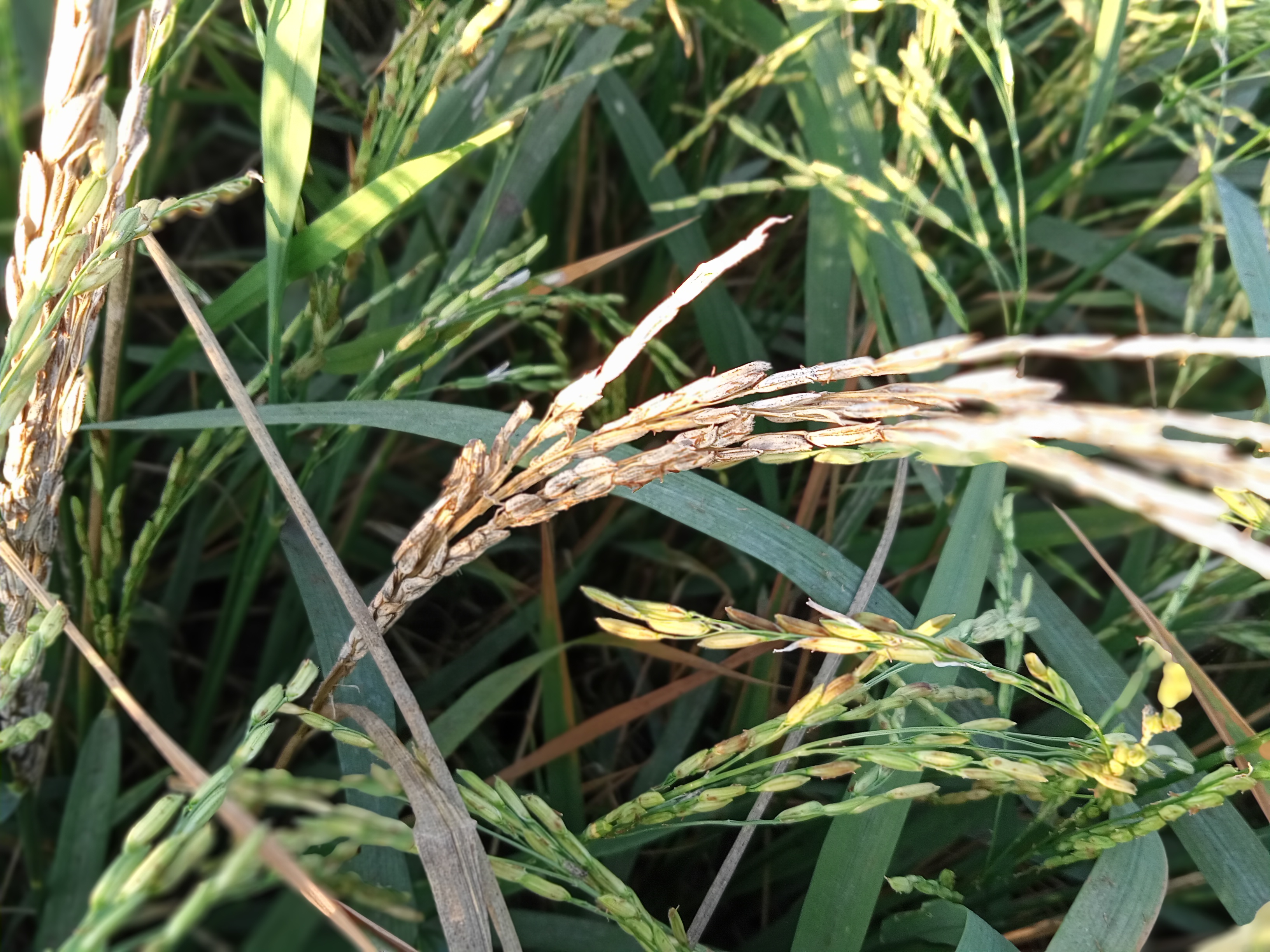 Rice Classification Dataset by Air University