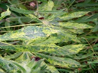 cassava project thumbnail