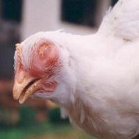 BROILER_CHICKENS-07/11/26 project thumbnail