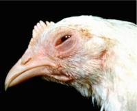 Broiler_Chicken_Yolov8 project thumbnail