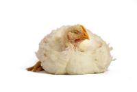 Broiler_Chicken_EfficientNetB3 project thumbnail