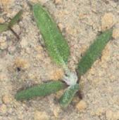 weed_pose project thumbnail