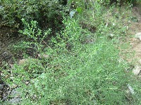 Plant Detection Model project thumbnail