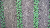 cabbage project thumbnail