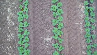 new_weeds project thumbnail