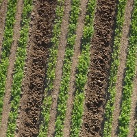 carrot_crops_ project thumbnail