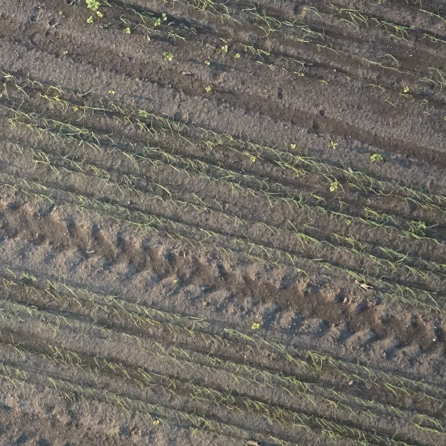 onion_crops_ Object Detection Model by weedspaper