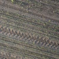 onion_crops_ project thumbnail