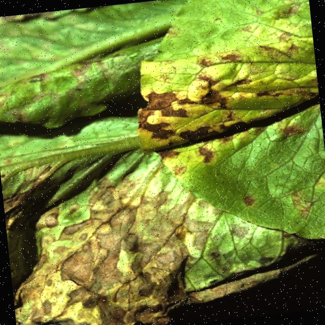 Lettuce Disease Object Detection Dataset by Team 33