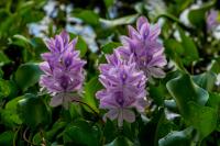 water hyacinth growth stages project thumbnail