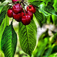 Cherry detect project thumbnail