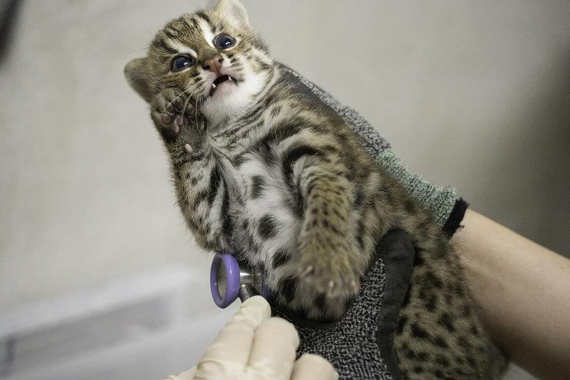 Where's the leopard cat? Object Detection Dataset and Pre
