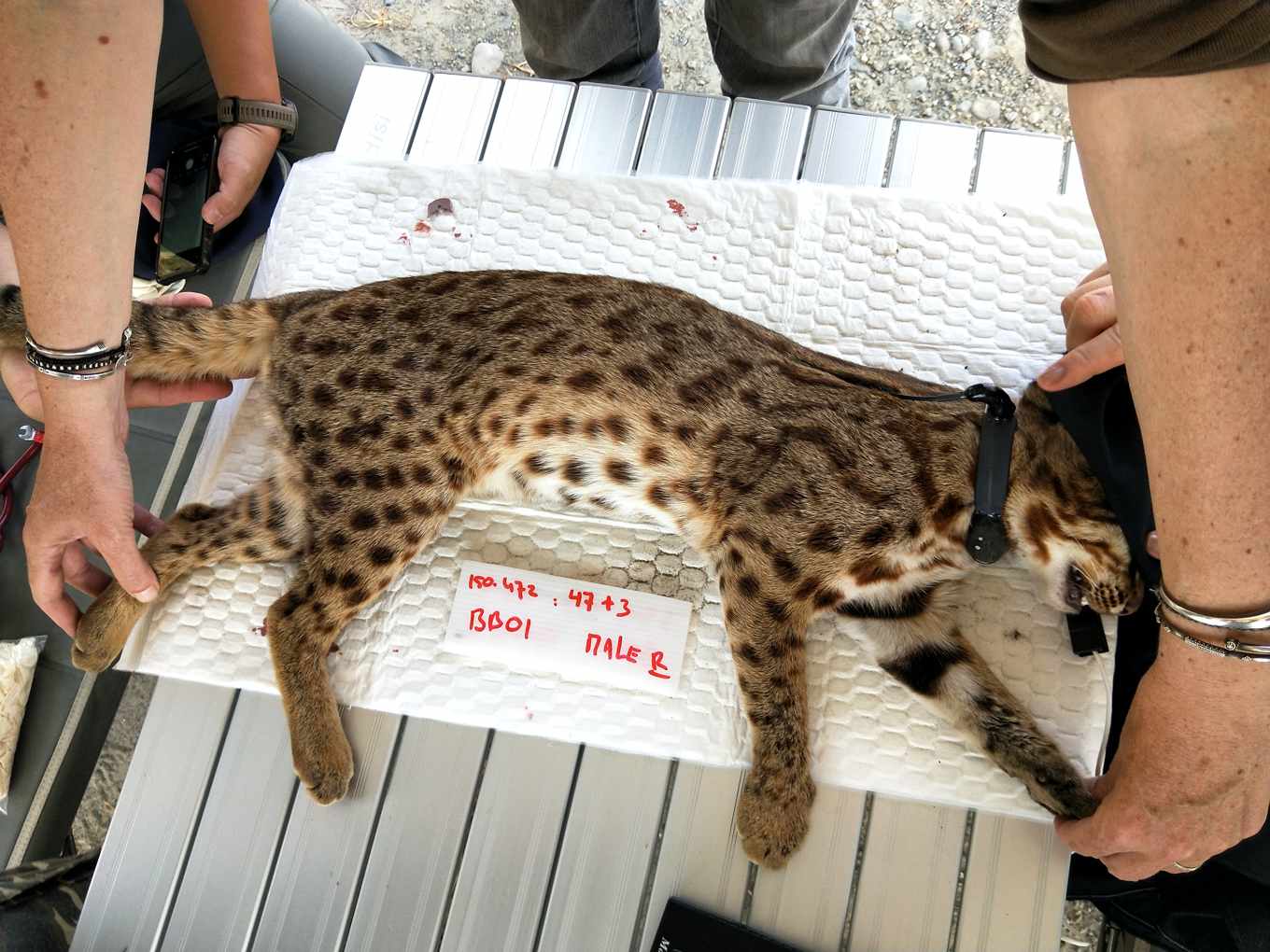Where's the leopard cat? Object Detection Dataset and Pre