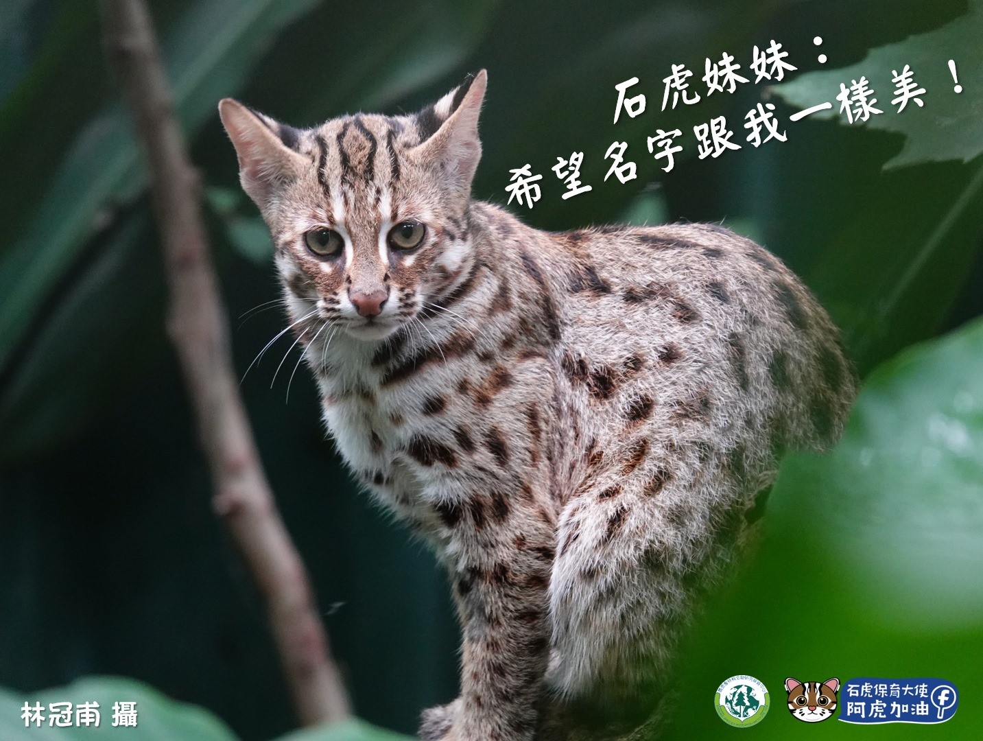 Where's the leopard cat? Object Detection Dataset and Pre