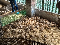 chicken project thumbnail