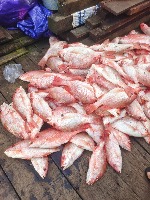jenis-ikan project thumbnail