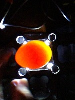 Egg Fertility Detection 1 project thumbnail