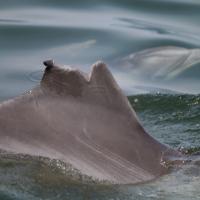 Fin Detection project thumbnail