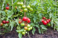 Object Detection ( Tomato ) project thumbnail