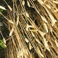 wheat_count project thumbnail