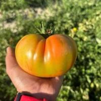 Tomato Ripeness project thumbnail