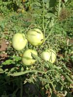 Tomato - Breaker -1 project thumbnail