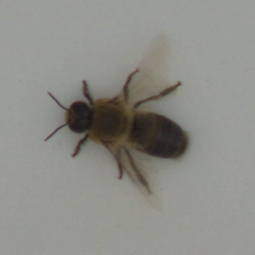 bee Object Detection Model by fateme228498gmailcom