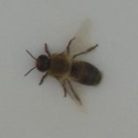 bee project thumbnail