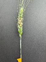 Wheat Heads project thumbnail