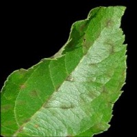 Autonomous Plant Anomaly Detection - Roboflow Universe