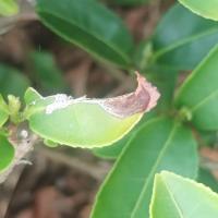 Tea Leaf Disease Detection project thumbnail